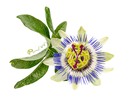 PASSION FLOWER